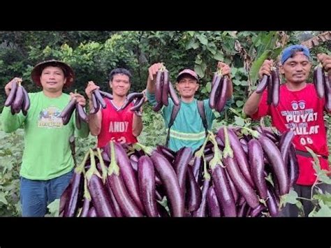 Harvest Ng Talong Kasama Ang Mga Kumparihan YouTube