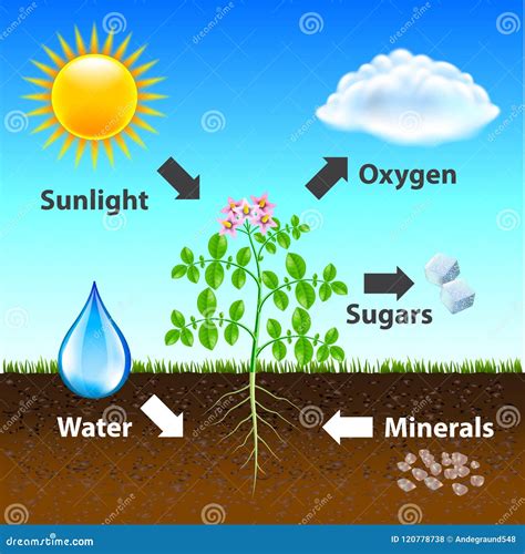 Photosynthesis Biological Vector Illustration Diagram Fotosintesis Images