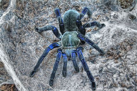 Cobalt Blue Tarantula