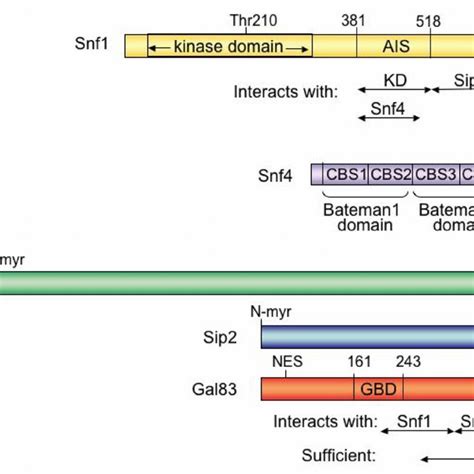 Pdf Snf Ampk Pathways In Yeast