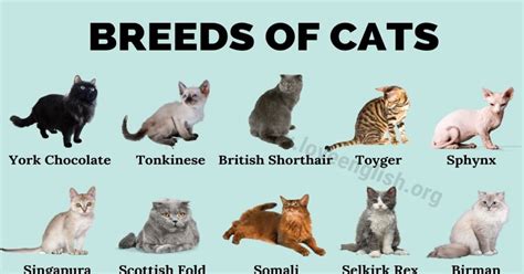 Cat Breeds Best Breeds Of Cats That Fit Your Lifestyle Love English