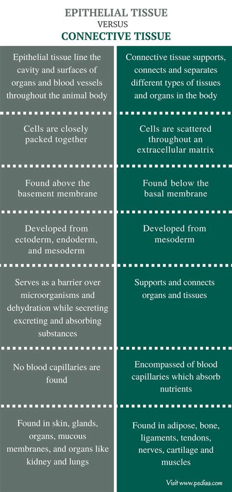 Difference Between Epithelial And Connective Tissue Comparison