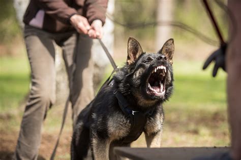 What You Should And Should Not Do About German Shepherd Barking By K9