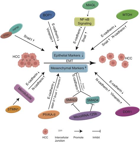 Roles And Molecular Mechanisms Of Biomarkers In Hepatocellular