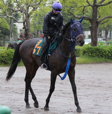 手塚厩舎ゆかりの血統マウリノが18日東京5rで初陣 母は17年阪神jf3着マウレア／新馬戦 2歳馬特集 競馬写真ニュース 日刊スポーツ