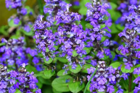 How To Grow And Care For Bugleweed