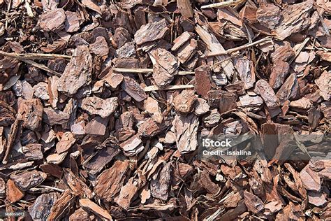 Pohon Kulit Pohon Potongan Latar Belakang Tekstur Foto Stok Unduh