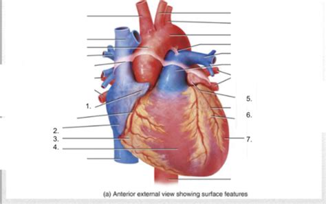 Heart A&P2 lab Flashcards | Quizlet 