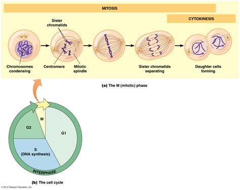 Biol2060 Cell Cycle A