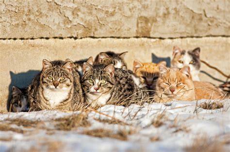 How To Help Feral Cats Stay Safe & Warm During Winter - TheCatSite