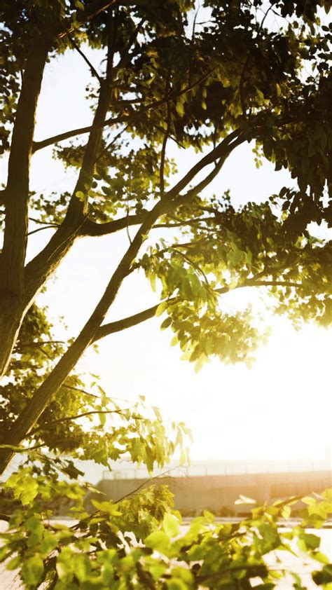 The Warm Morning Sun Dramatically Casting Intense Rays Through A Large