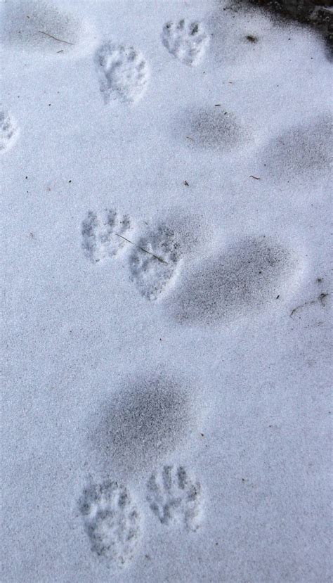 Possum Footprints In Snow