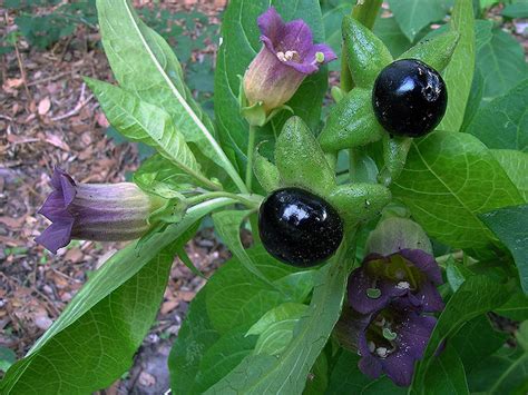 Belladonna Extract Supplements Global Llc