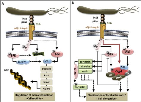 Schematic Overview Of CagL And CagA Mediated Signal Transduction