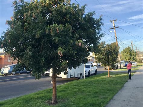 Trees I have Loved – Strawberry Tree, Arbutus ‘Marina’ - The Watershed ...