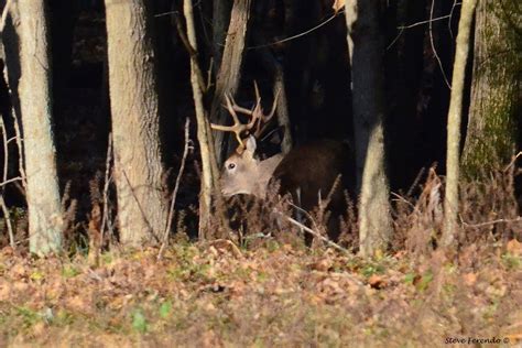 "Natural World" Through My Camera: The Whitetail Deer Mating Ritual...