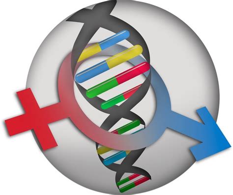 Two Sexes One Genome The Evolutionary Dynamics Of Intralocus Sexual