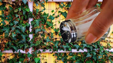 Efeu Loswerden Hartn Ckige Pflanze Im Garten Mit Trick Langfristig