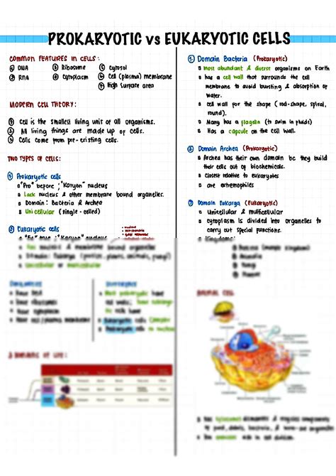 Solution Prokaryotic And Eukaryotic Cells Studypool