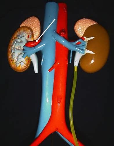 Lab Exam 3 Urinary And Reproductive Systems Flashcards Quizlet