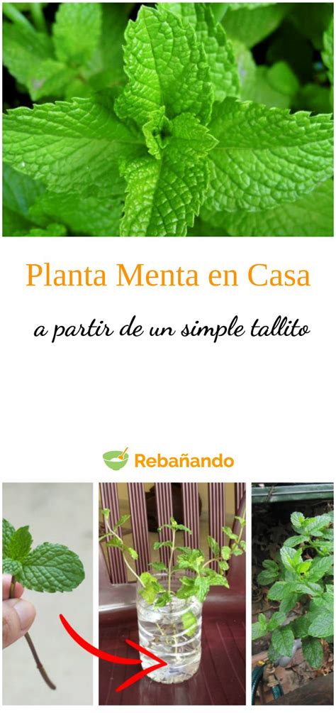 Some Plants And Leaves Are Shown In This Brochure With The Words Planta