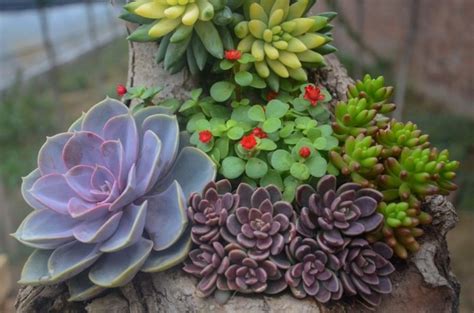 Cómo realizar un mini jardín en maceta con plantas suculentas