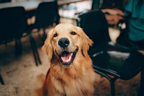 How Dogs Mirror Their Owners Mood M3m