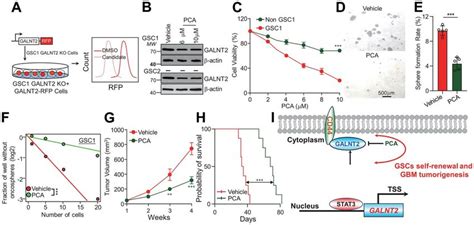 Pca Inhibits Glioma Progression By Suppressing Galnt2 Expression A