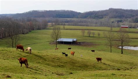 Grass Fed Ground Beef 8515 12lb Case Marksbury Farm Market