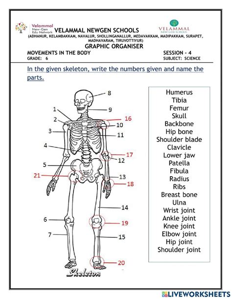 Label The Skeleton Worksheet Skeletal System Worksheet Worksheets