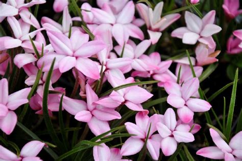 Rhodohypoxis Baurii Rosa Frikarti Stauden AG