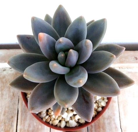 Echeveria Affinis Dark Red X Sedeveria Blue Mist Nel 2024