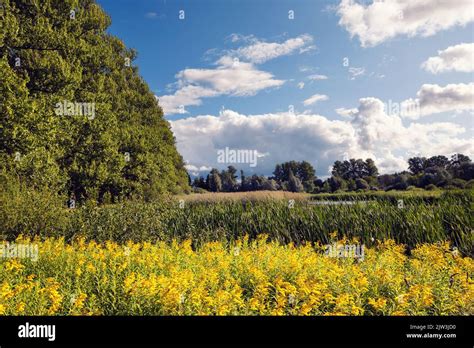 Summer In Estonia Landscape Lush Foliage Yellow Flowers Swamp Reeds