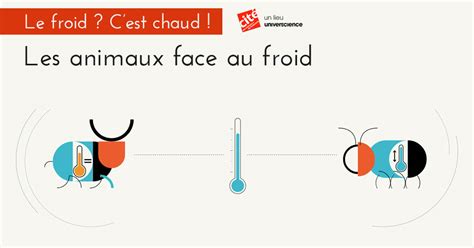 Les animaux face au froid – « Le froid ? C’est chaud ! » - Jeux éducatifs pour enfants – Cité ...