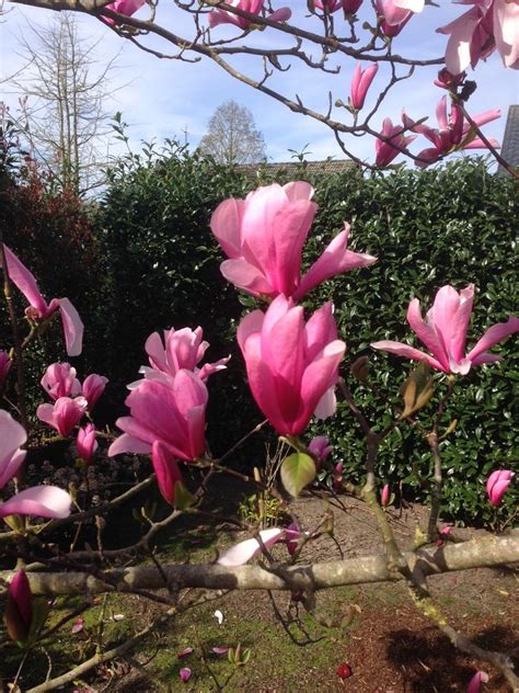 Magnolien Au Ergew Hnliche Bl Tenpracht F R Den Garten Alle Fragen