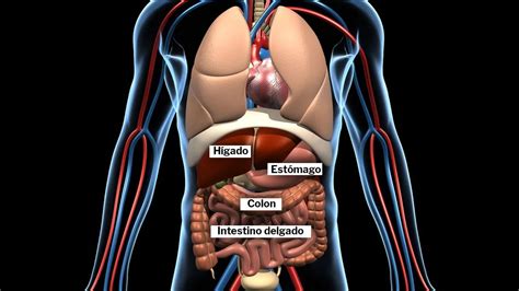 ¿cuál Es La Dieta Fodmap Que Ayuda A Los Problemas Intestinales Infobae