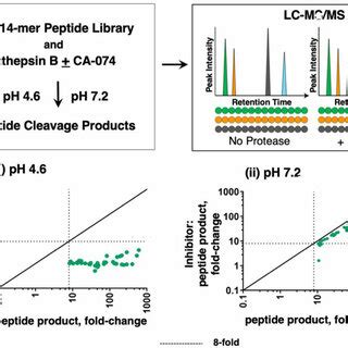 Kinetics Of Ca Inhibition Of Cathepsin B At Acidic And Neutral Ph