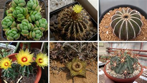 ApresentaÇÃo De 20 EspÉcies De Plantas Suculentas E Cactos Para IdentificaÇÃo