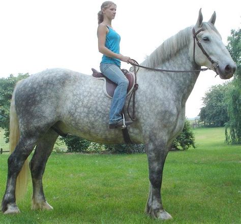 Percheron Draft Horse Info Origin History Pictures