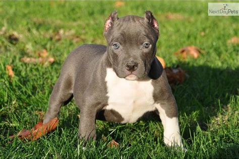 pitbull puppies craigslist los angeles - Kelsey Thomsen