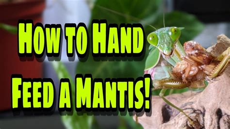 How To Hand Feed A Praying Mantis Youtube