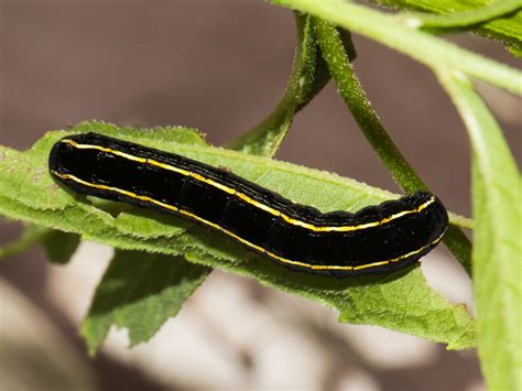 About Yellow Striped Armyworm Moth Maryland Biodiversity Project