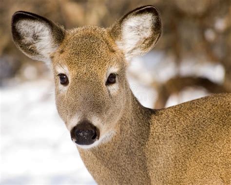 Whitetail Deer Doe Closeup stock image. Image of forests - 7886353