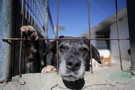 Ley mascotas Así queda la Ley de Bienestar Animal todos los cambios