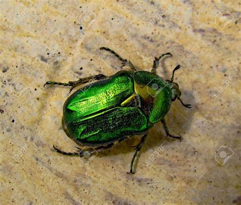 Beautiful Shiny Emerald Green Shiny Green Beetles Green Beetle Beetle