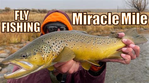 Fly Fishing Wyoming At THE MIRACLE MILE For LARGE TROUT On The North