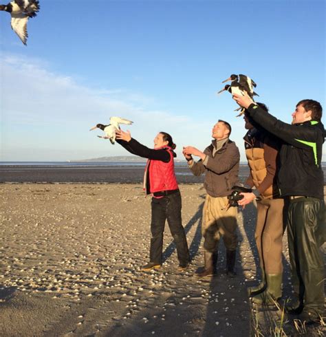 Birdwatch Ireland Boardmatch