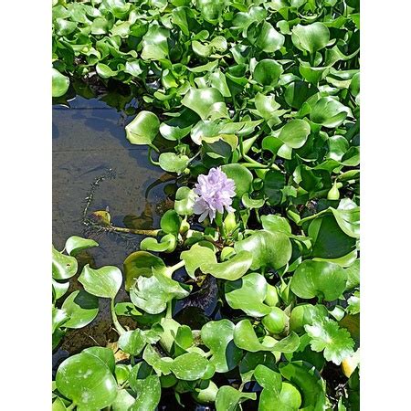 Aquarium Landscape Live Plants (eichhornia crassipes ) | Shopee Malaysia