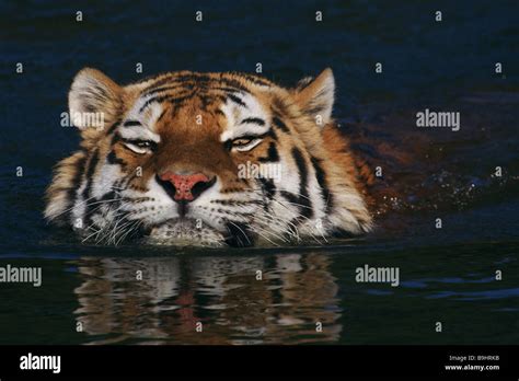 Closeup Portrait Of A Swimming Siberian Tiger Stock Photo Alamy