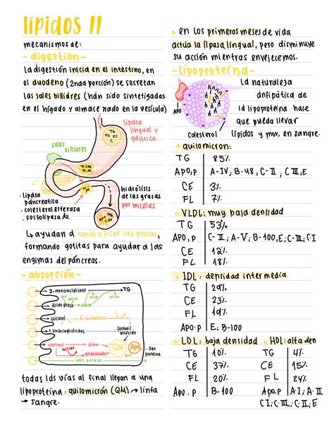 Solution Metabolismo De L Pidos Pb Ii Upc Studypool